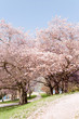 kirschbaum