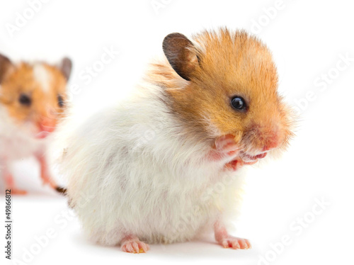 Photo: Young hamster washes Young hamster washes