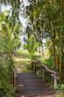 Foto: wooden bridge in the jungle wooden bridge in the jungle