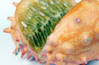 Kiwano, Horngurke, Hornmelone, Cucumus metuliferus