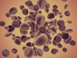 Illustration of cells