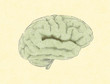 human brain