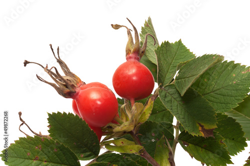 Photo: Dogrose berry. Dogrose berry.