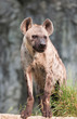Spotted hyena