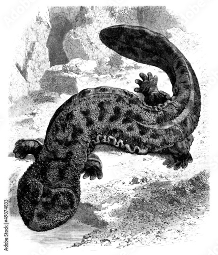Illustration: Salamander - Lisard Salamander - Lisard