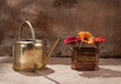 ewer