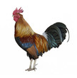 Colorful Rooster