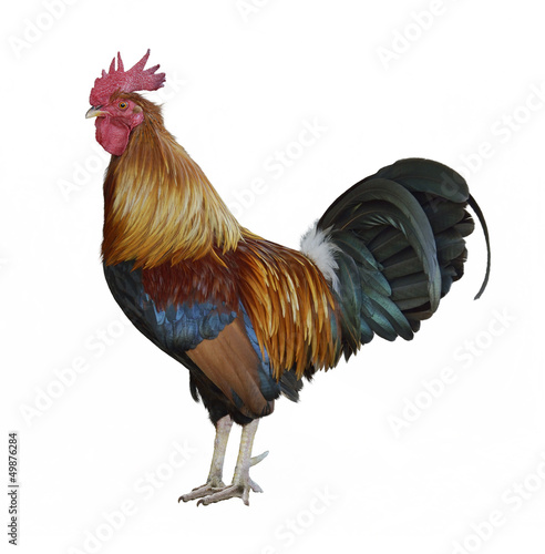 Photo: Colorful Rooster Colorful Rooster