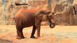 Africa elephant in zoo, high definition clip, Thailand,