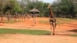 giraffe in zoo