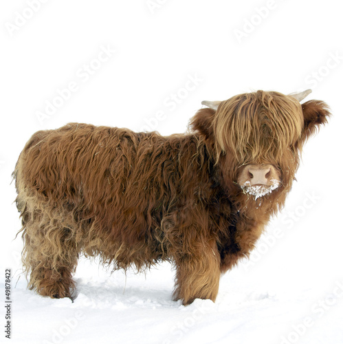 Photo: Young Highland Cattle standing in the snow Young Highland Cattle standing in the snow