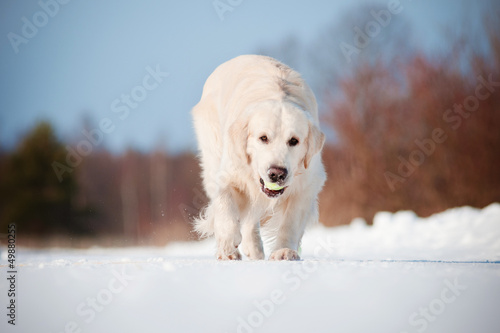 Photo: golden retriever dog playing with tennis ball golden retriever dog playing with tennis ball