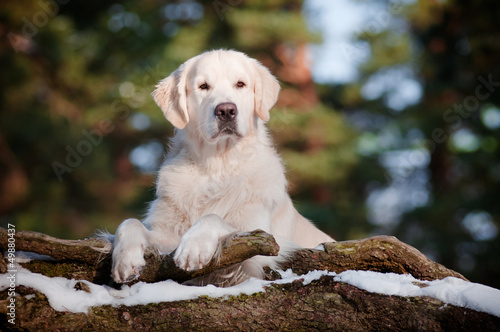 Photo: golden retriever dog portrait in the forest golden retriever dog portrait in the forest