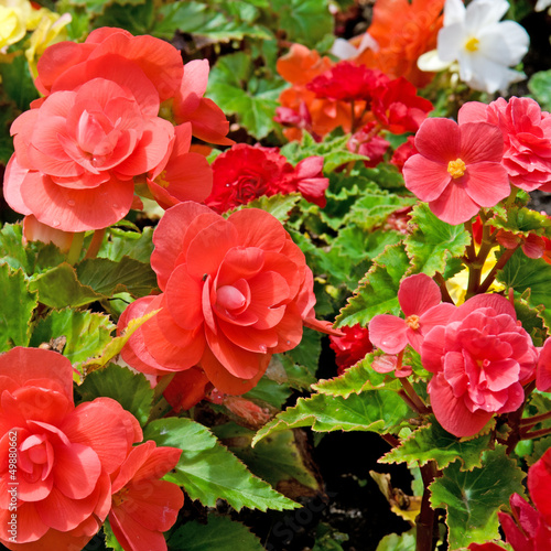Photo: beautiful background of flowers begonias beautiful background of flowers begonias