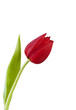 Rote Tulpe vor weissem Hintergrund
