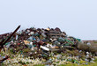 camomiles and dump