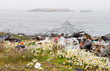 camomiles and dump