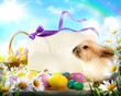 Foto: Easter bunny and Easter eggs Easter bunny and Easter eggs