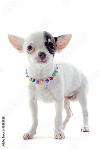 Photo: puppy chihuahua puppy chihuahua