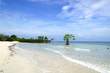 Mangrove tree.  Siquijor island, Philippines