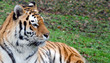 Tiger close up