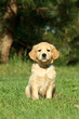 Detaily fotografie Golden retriever puppy