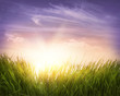 Foto: Green grass Green grass