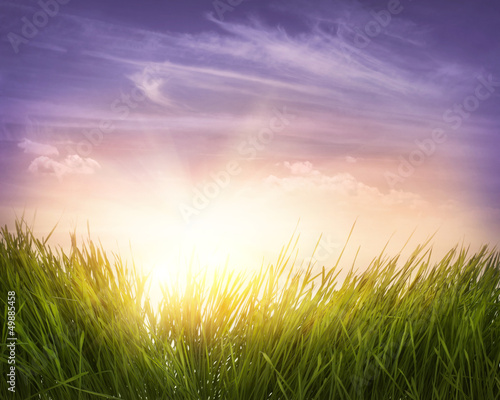 Photo: Green grass Green grass