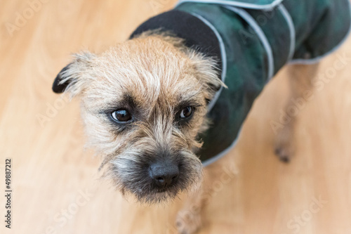 Photo: Border Terrier Border Terrier