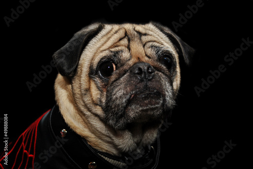 Photo: Pug Over Black Pug Over Black