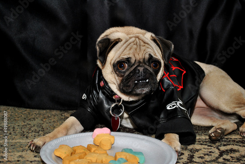 Photo: Pug Modeling in Front of a Plate of Dog Cookies Pug Modeling in Front of a Plate of Dog Cookies