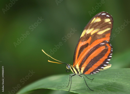Photo: Tiger Longwing butterfly (Heliconius ismenius) Tiger Longwing butterfly (Heliconius ismenius)