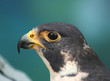 Portrait of A Peregrine Falcon