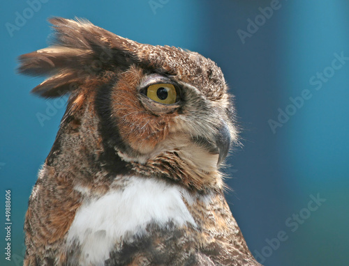 Photo: Portrait of A Great Horned Owl Portrait of A Great Horned Owl
