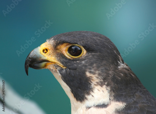 Photo: Portrait of A Peregrine Falcon Portrait of A Peregrine Falcon
