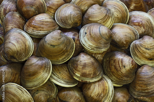 Photo: Clams Background Clams Background