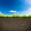 grass