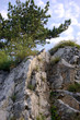 Pine tree on the top