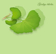 Ginkgo biloba, Homöopathie