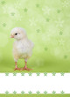 Photo: Küken mit Blümchen Küken mit Blümchen
