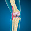 Illustration: Human knee joint. Human knee joint.