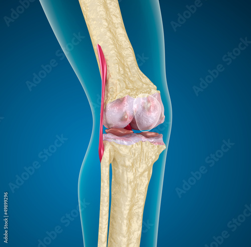 Illustration: Human knee joint. Human knee joint.