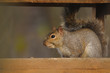 eastern gray squirrel, sciurus carolinensis