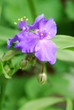 Spiderworts