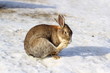 little rabbit
