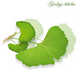 Homöopathie, Ginkgo biloba