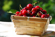 First cherries in a wicker basket