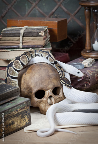 Photo: Two snakes with human skull Two snakes with human skull