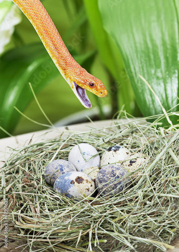 Photo: Texas rat snake in a bird's nest Texas rat snake in a bird's nest