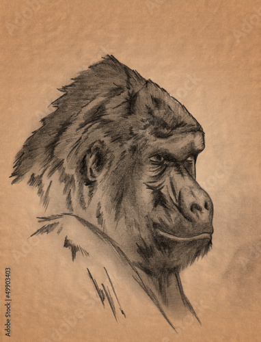 Illustration: gorilla monkey portrait - freehand sepia toned pencil drawing gorilla monkey portrait - freehand sepia toned pencil drawing